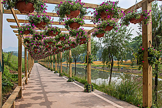 重庆巴南花木世界园林中的花卉长廊