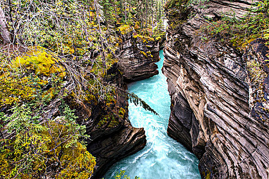 阿萨巴斯卡河,碧玉国家公园,艾伯塔省,省,加拿大,北美