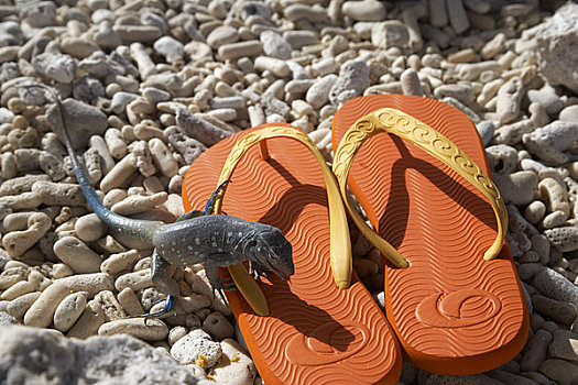 蜥蜴,人字拖鞋,粉色,海滩,博奈尔岛,荷属列斯群岛