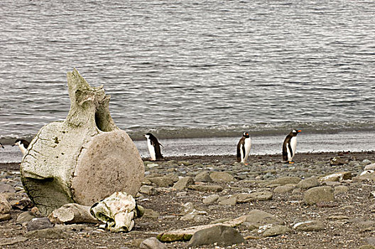 南极,南设得兰群岛,岛屿,鲸,骨头,帽带企鹅,背景
