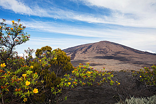 火山地貌,黄色,灌木,花,留尼汪岛