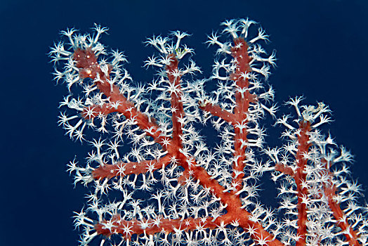 珊瑚虫,白色,生物群,犄角,珊瑚,巴拉望岛,湖,太平洋,菲律宾,亚洲