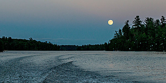 树,湖岸,黎明,湖,木头,安大略省,加拿大