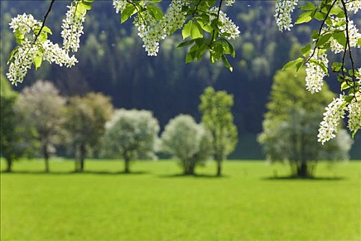 绿色,草地,盛开,树,萨尔茨堡,山峦