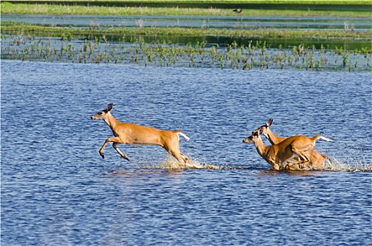 三个,惊奇,鹿,跳跃,水