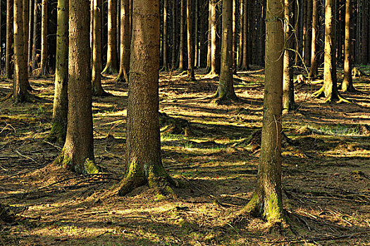 针叶树,树林,阿恩斯贝格,北莱茵-威斯特伐利亚,德国