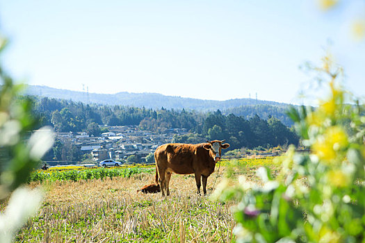 自然,乡间,田地里,水牛