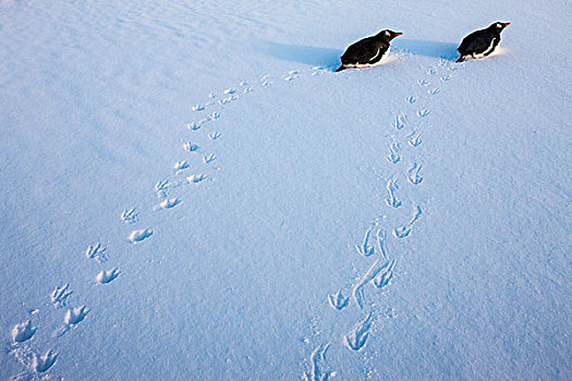 南极,巴布亚企鹅,休息,靠近,线条,脚印,左边,软,雪,港口