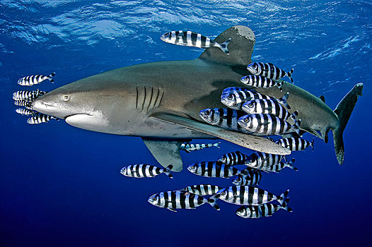 海洋,鲨鱼,长鳍真鲨,成群,鱼,兄弟群岛,埃及,非洲