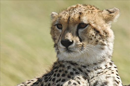 印度豹,猎豹,马赛马拉国家保护区,肯尼亚,非洲