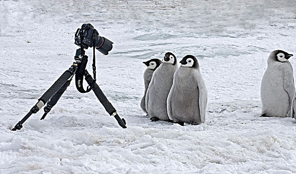 帝企鹅,企鹅,幼禽,摄影,三脚架,雪丘岛,南极半岛,南极