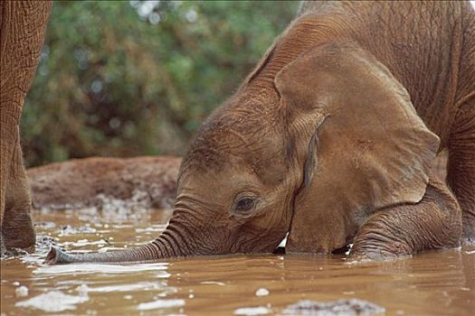 非洲象,孤儿,两个,老,玩,浴室,东察沃国家公园,肯尼亚