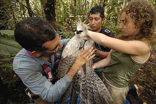 哈比鹰,角雕,野生,老,幼鸟,联结,亚马逊雨林,厄瓜多尔