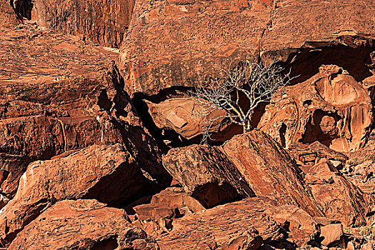 树,石头,杜维尔方丹,纳米比亚,非洲