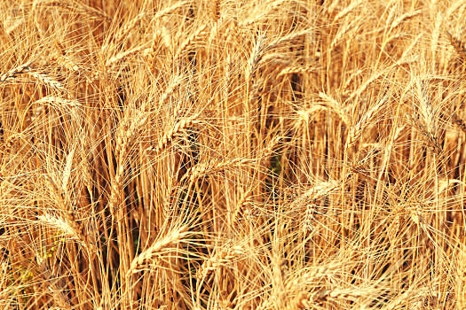 金色,穗,小麦,地点
