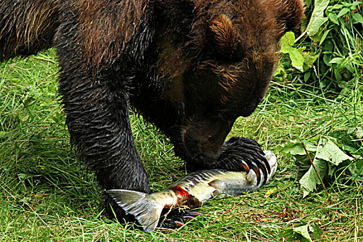 大灰熊,棕熊,捕鱼,捕食,阿拉斯加,美国,北美