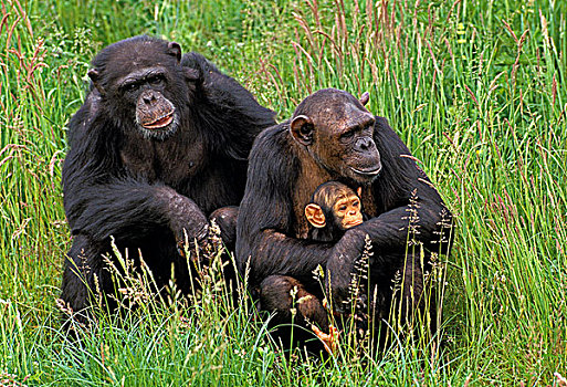 黑猩猩,类人猿,女性