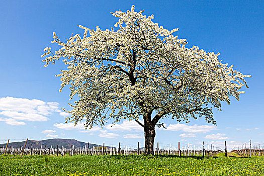 樱桃树,盛开,葡萄园,南方,普拉蒂纳特,莱茵兰普法尔茨州,德国,欧洲
