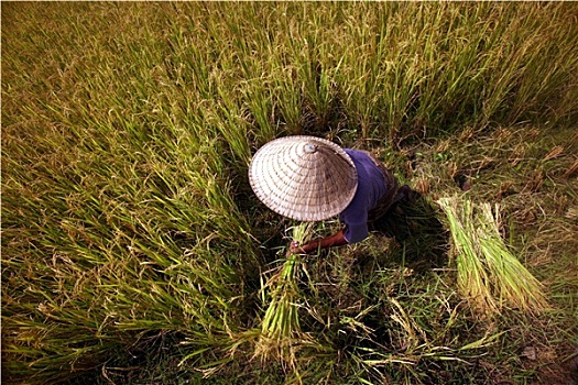 稻米,农业