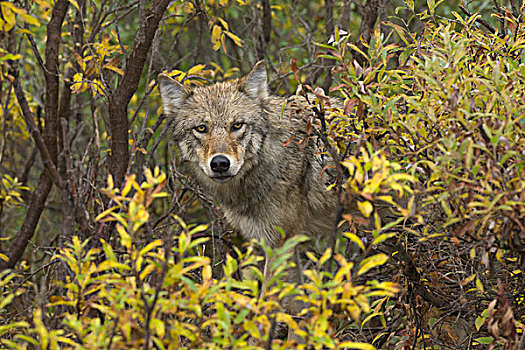 灰狼,狼,柳树,德纳里峰国家公园,阿拉斯加