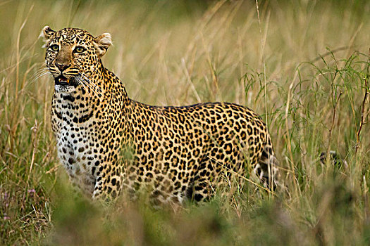 肯尼亚,马塞马拉野生动物保护区,非洲豹,豹,猎捕,草