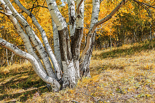 秋天金黄色的白桦林,内蒙古赤峰市克什克腾旗乌兰布统草原