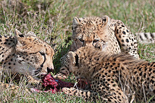 印度豹,猎豹,母亲,幼兽,喂食,肯尼亚