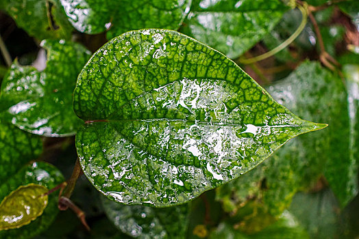 湿,植物