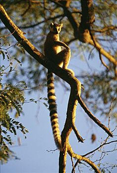 狐猴,马达加斯加