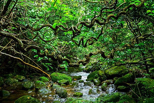 丛林,岛屿,冲绳,日本