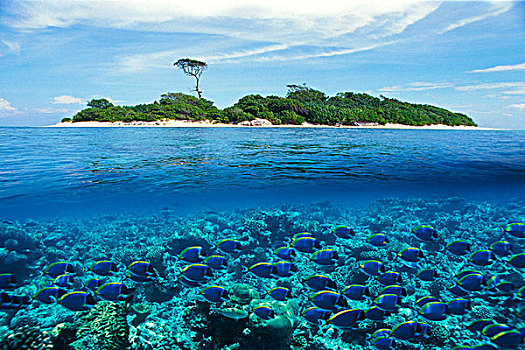分开,图像,岛屿,珊瑚,礁石,鱼,刺尾鲰,粉末,蓝色,马尔代夫,印度洋,亚洲