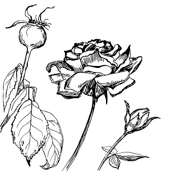 老,背景刺梨仙人掌,隔绝,白色背景,背景,芽矢量,凋谢,玫瑰,水彩,插画