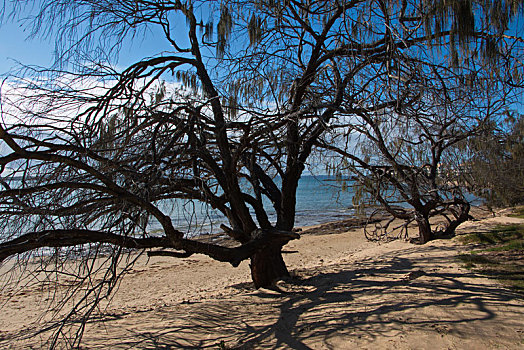 树,海滩,赫维湾