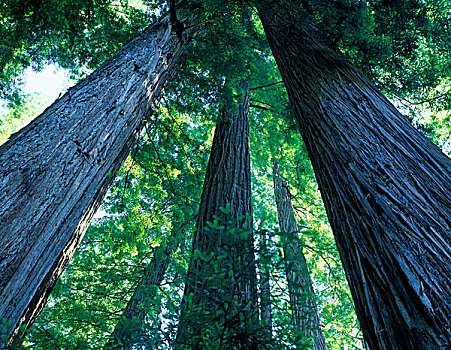 木头,州立保护区,加利福尼亚,美国,古老,红杉,美洲杉