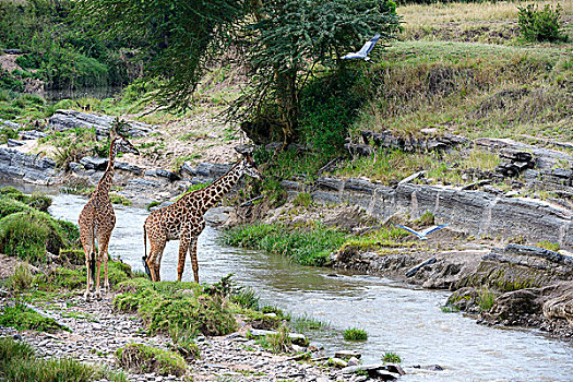 马萨伊,长颈鹿,马赛长颈鹿,河,苍鹭,飞行,马赛马拉国家保护区,肯尼亚,非洲
