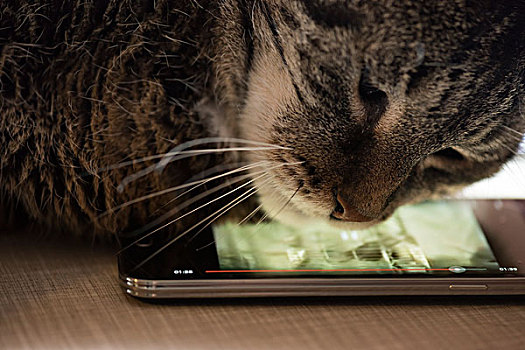 猫,智能手机