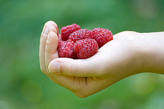 孩子,手,满,红色,树莓