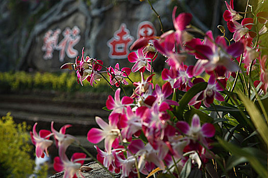 南山兰花节