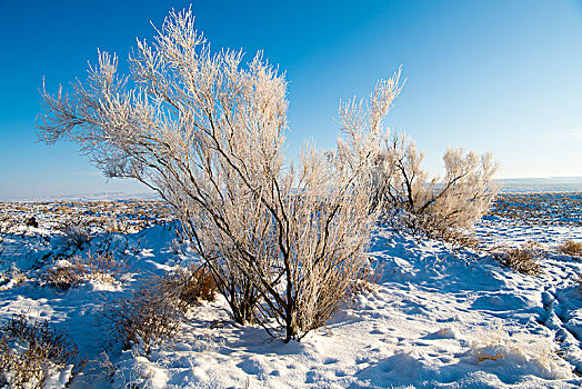 新疆,冬日,雪地,树,蓝天