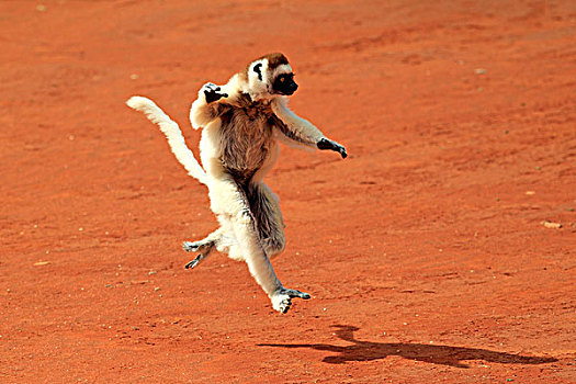 马达加斯加狐猴,维氏冕狐猴,成年,跳跃,贝伦提保护区,马达加斯加,非洲