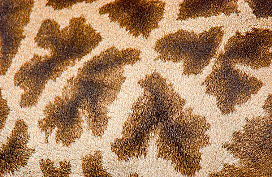 长颈鹿,斑点,东非,坦桑尼亚