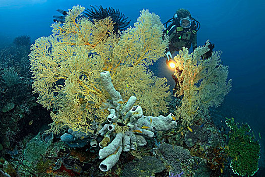 后面,柳珊瑚目,省,菲律宾,亚洲,印度洋,海洋