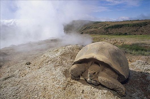 加拉帕戈斯巨龟,加拉帕戈斯象龟,寻找,水,蒸汽,喷气孔,火山口,边缘,阿尔斯多火山,伊莎贝拉岛,加拉帕戈斯群岛,厄瓜多尔