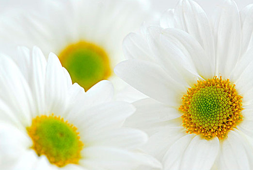 微距,图像,几个,白色,雏菊,花