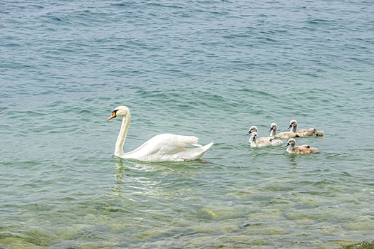 夏天,加尔达湖