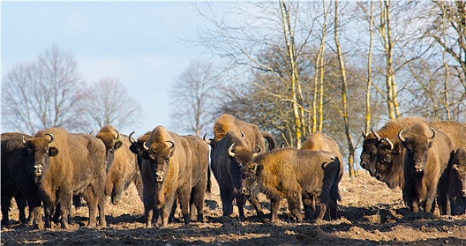 欧洲野牛,牧群,冬天