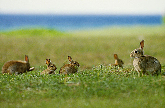 兔子,草地,侧面视角