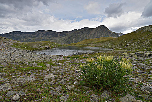 高山湖,高山,蓟属植物,正面,阿尔卑斯山,后面,提洛尔,奥地利,欧洲