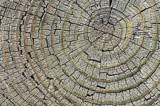 风化,松树,木头,横截面,亚利桑那,美国,北美