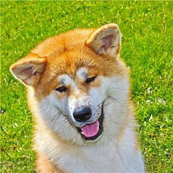 秋田,日本,狗,微笑